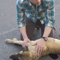 La vida privada de Pippa Lee