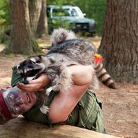 Foto de 'Furry Vengeance'