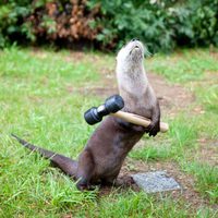 Foto de 'Furry Vengeance'