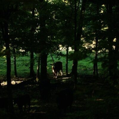 The Human Hibernation