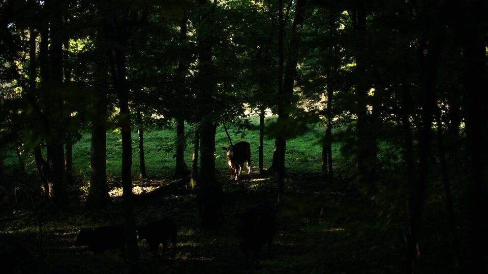 Imagen de la película The Human Hibernation