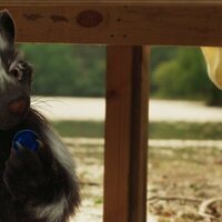 Campamento Garra de Oso