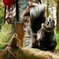 Campamento Garra de Oso