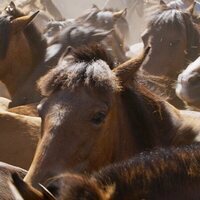 El rugir de las llamas