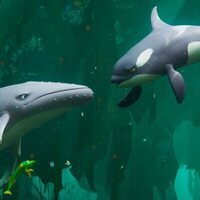 La leyenda de la ballena cantora