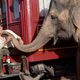Imagen de la película Water for Elephants
