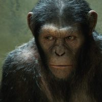 Foto de 'Rise of the Planet of the Apes'