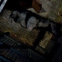 El origen del planeta de los simios