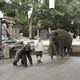 Imagen de la película Zookeeper