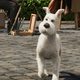 Imagen de la película The Adventures of Tintin: Secret of the Unicorn