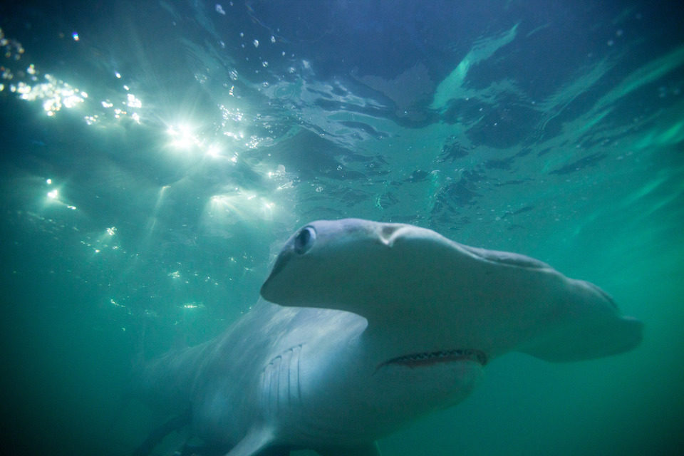 Shark Night 3D