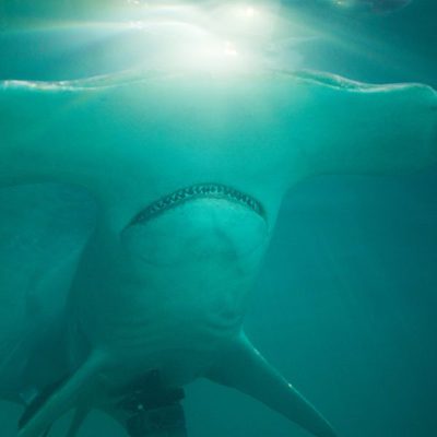 Shark Night 3D