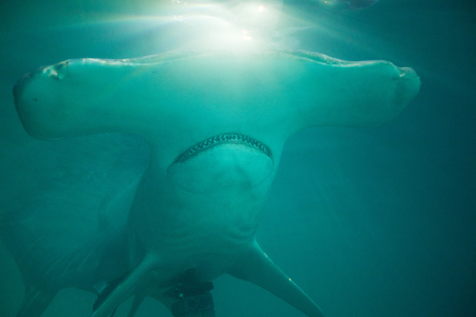 Shark Night 3D