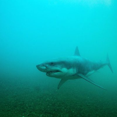 Shark Night 3D