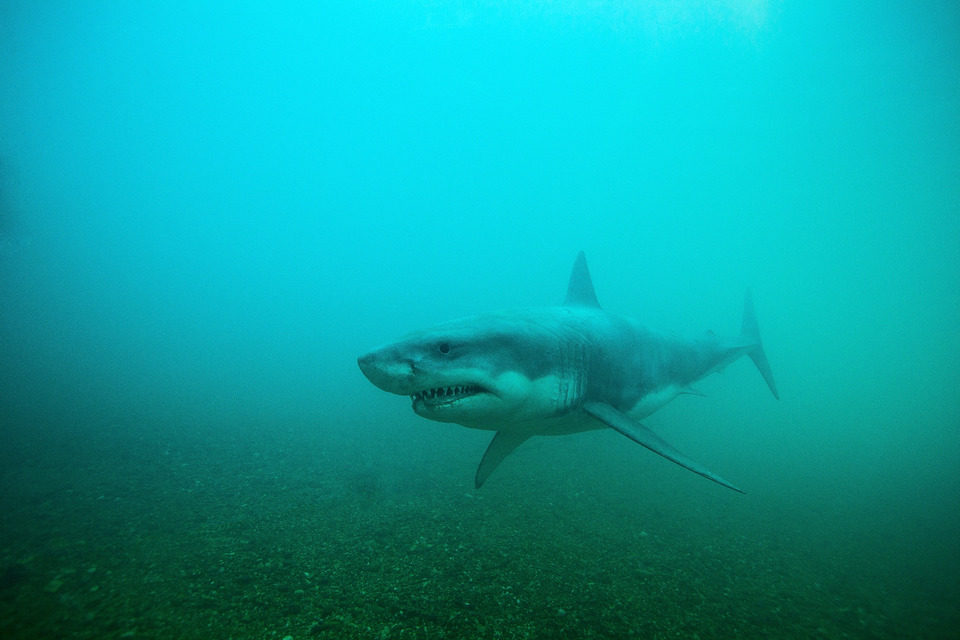 Shark Night 3D