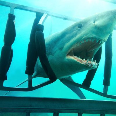 Shark Night 3D
