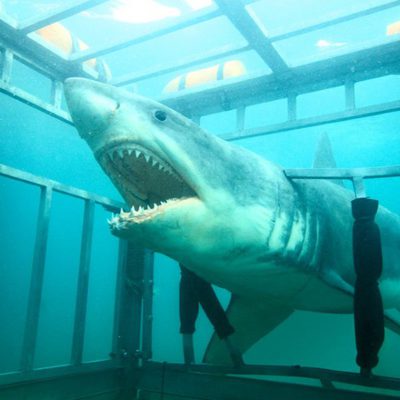 Shark Night 3D