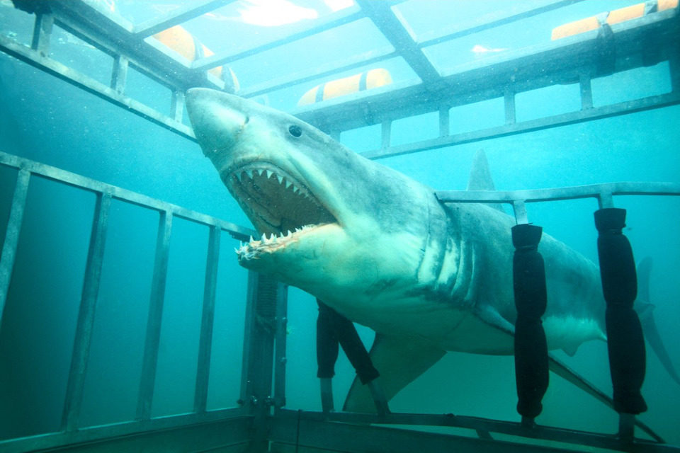 Shark Night 3D