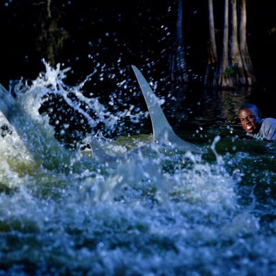 Shark Night 3D