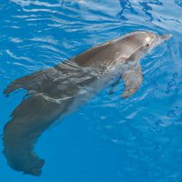 Foto de 'Dolphin Tale'