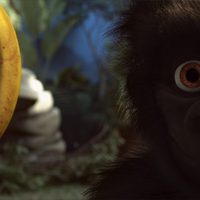 Foto de 'Snowflake, the White Gorilla'