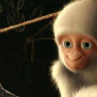 Foto de 'Snowflake, the White Gorilla'