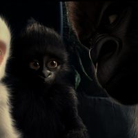 Foto de 'Snowflake, the White Gorilla'