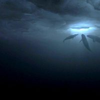 Foto de 'Big Miracle'