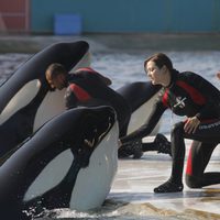 Foto de 'Rust & Bone'