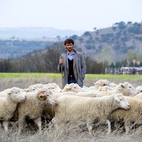 Las ovejas no pierden el tren 