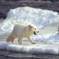 Foto de 'Arctic Tale'