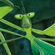 Imagen de la película Kung Fu Panda 3