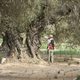 Imagen de la película The Olive Tree