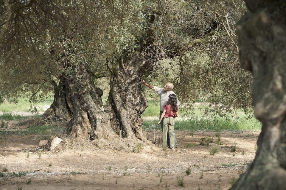 Imagen de la película The Olive Tree