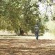 Imagen de la película The Olive Tree