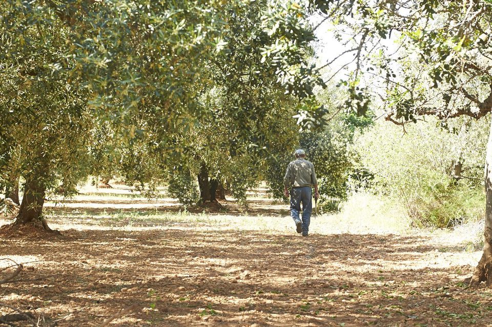 Imagen de la película The Olive Tree