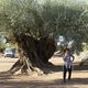 Imagen de la película The Olive Tree