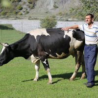Foto de 'Holy Cow'