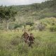 Imagen de la película The Lost City of Z