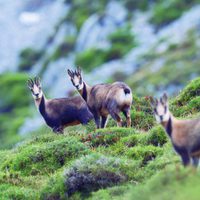 100 días de soledad