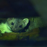 100 días de soledad