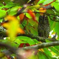 100 días de soledad