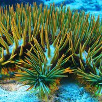 Foto de 'Wonders of the Sea 3D'