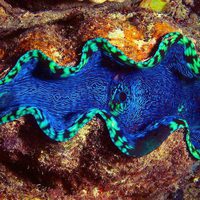 Foto de 'Wonders of the Sea 3D'