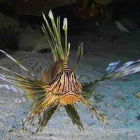 Foto de 'Wonders of the Sea 3D'
