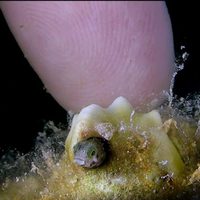 Foto de 'Wonders of the Sea 3D'