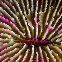 Foto de 'Wonders of the Sea 3D'