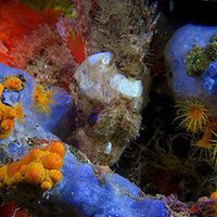 Foto de 'Wonders of the Sea 3D'