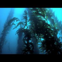 Las maravillas del mar