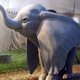 Imagen de la película Dumbo